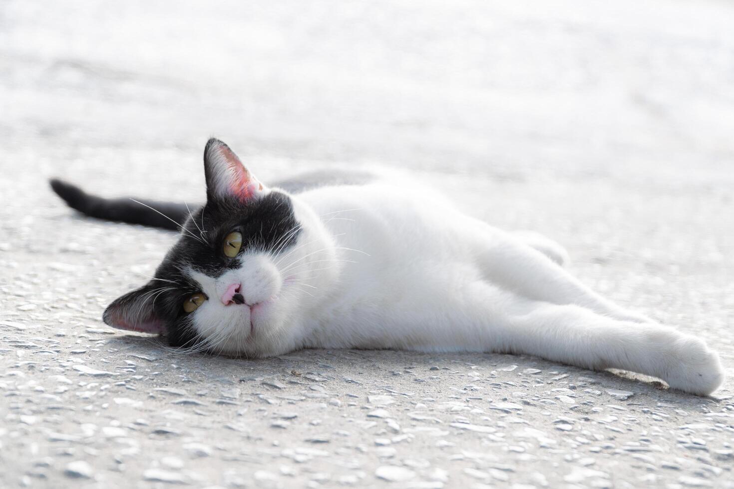 Close-up of a black and white cat with intense yellow eyes, perfect for animal portraits and design themes photo