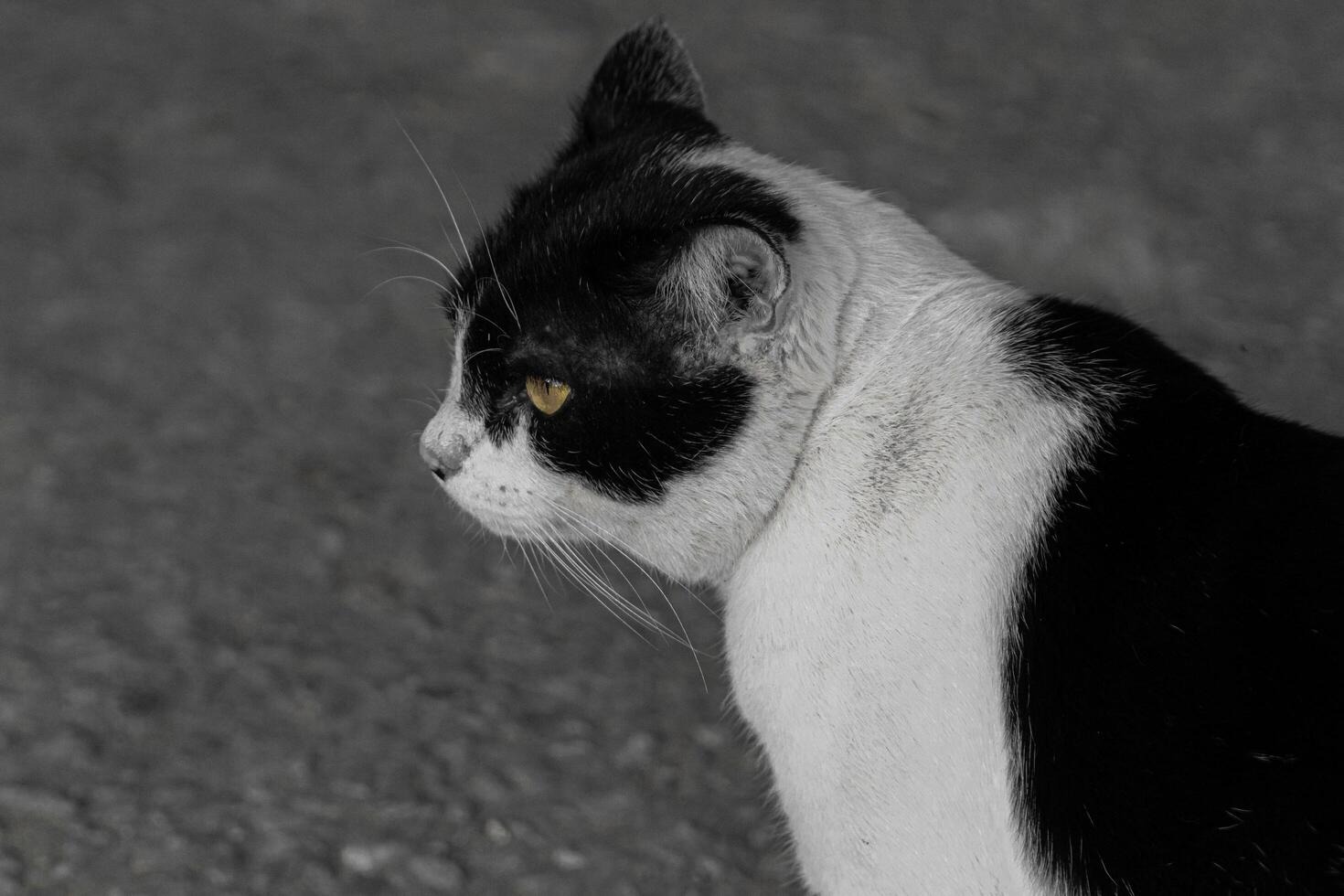 Black and white cat sitting alone with a melancholic mood, ideal for themes of solitude and emotion photo
