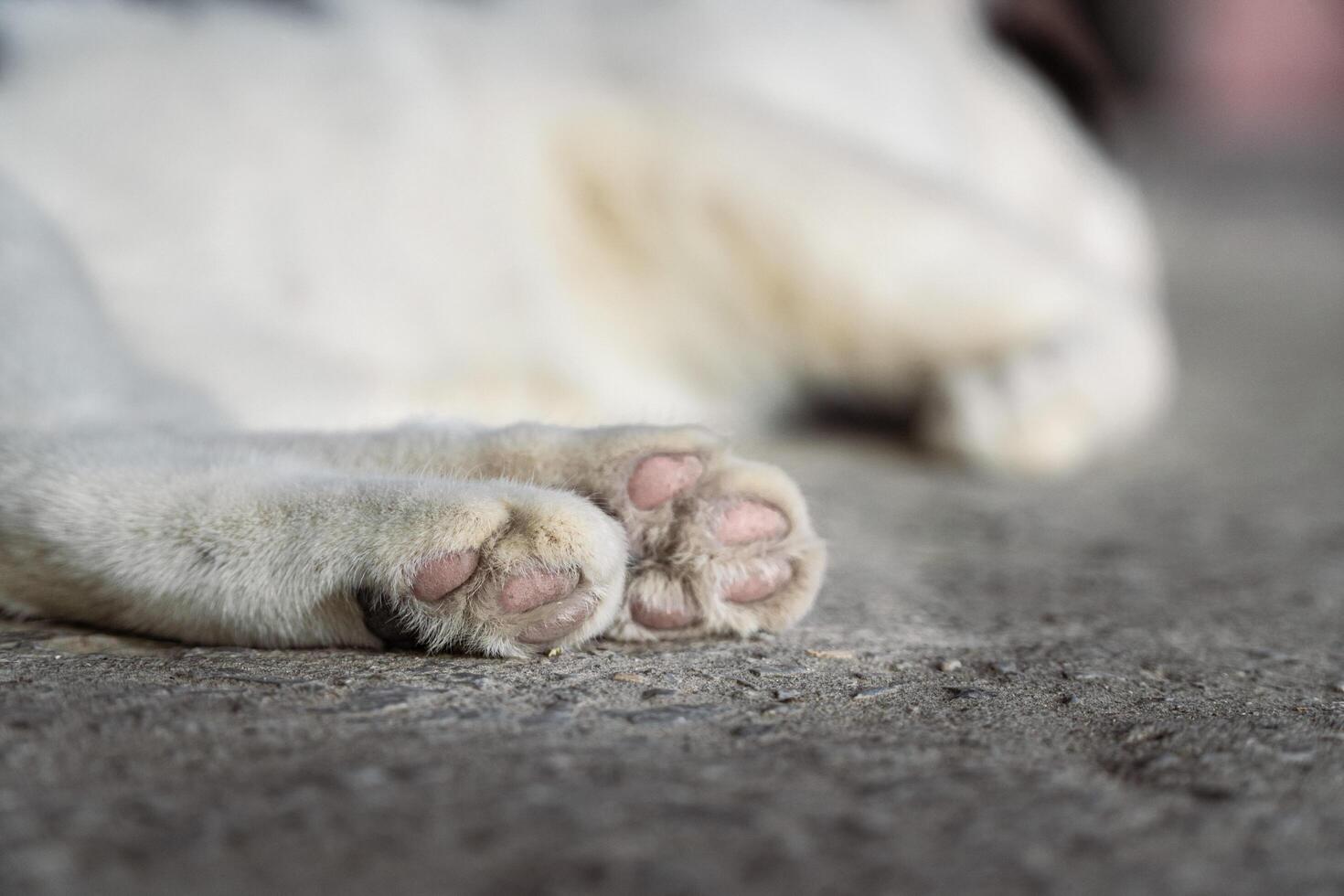 Close Up of a Cat Paw Relaxing on the Ground photo