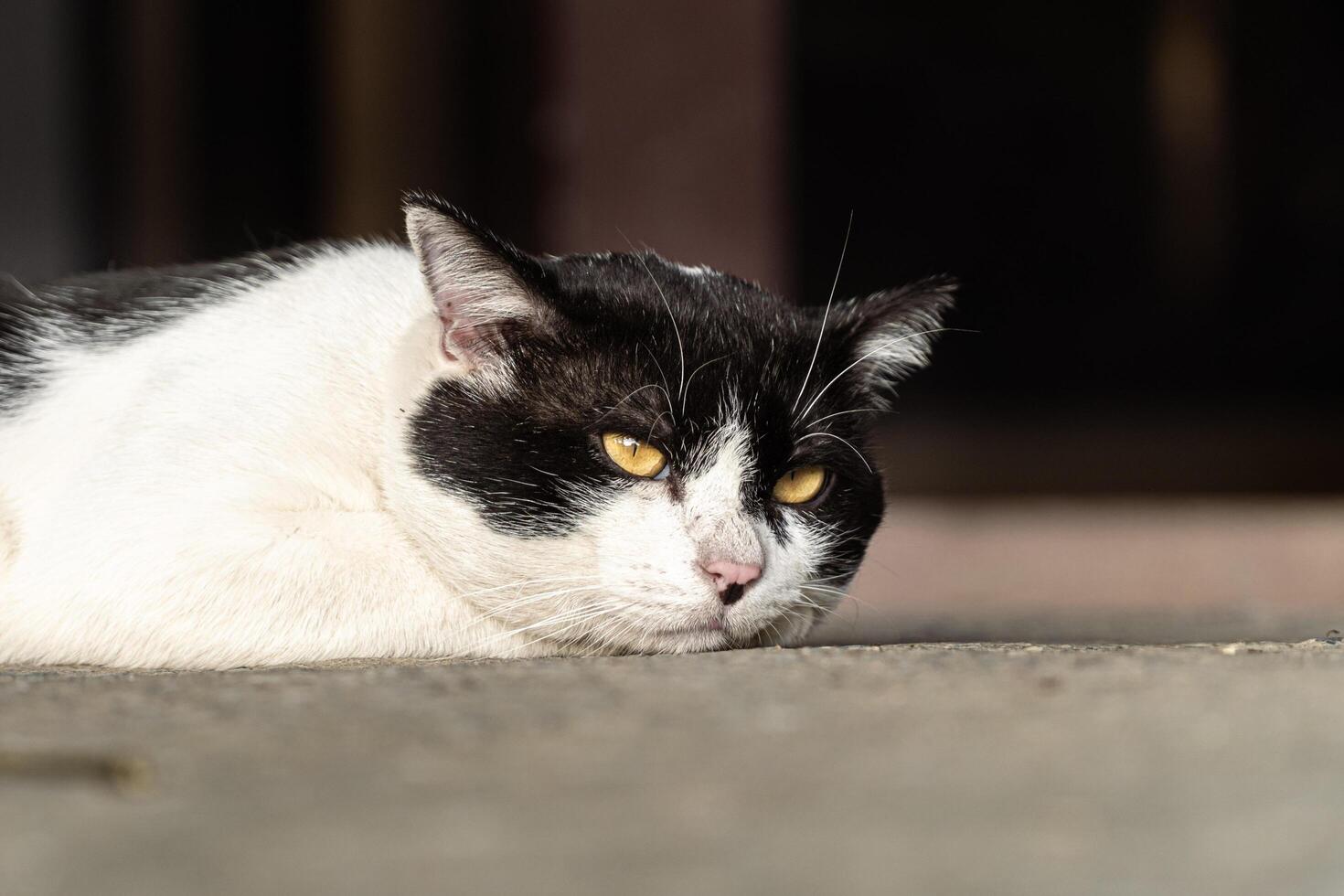 Close-up of a black and white cat with intense yellow eyes, perfect for animal portraits and design themes photo