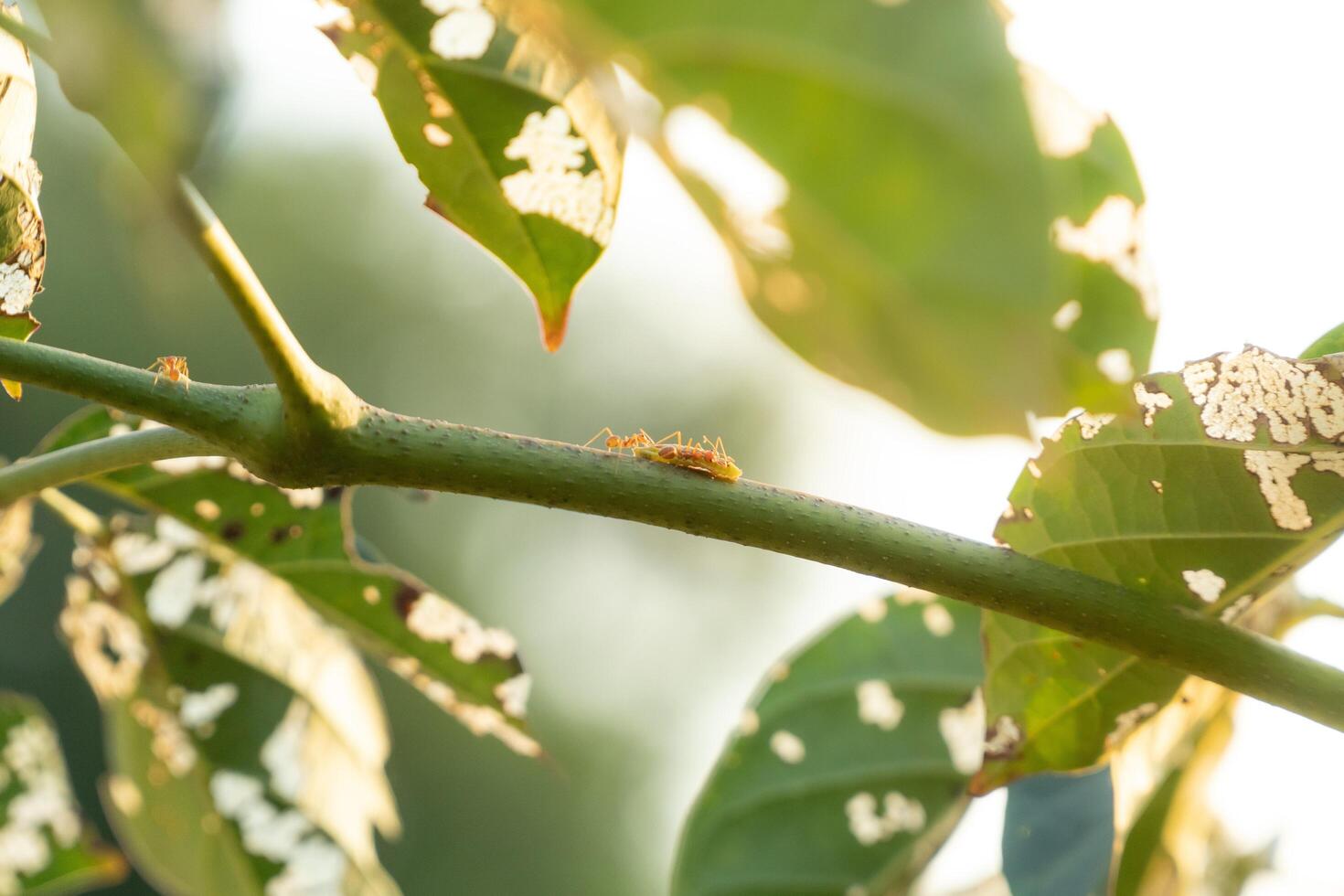 Ants carrying food on a branch during sunset, highlighting natures unity, teamwork, and survival instincts photo