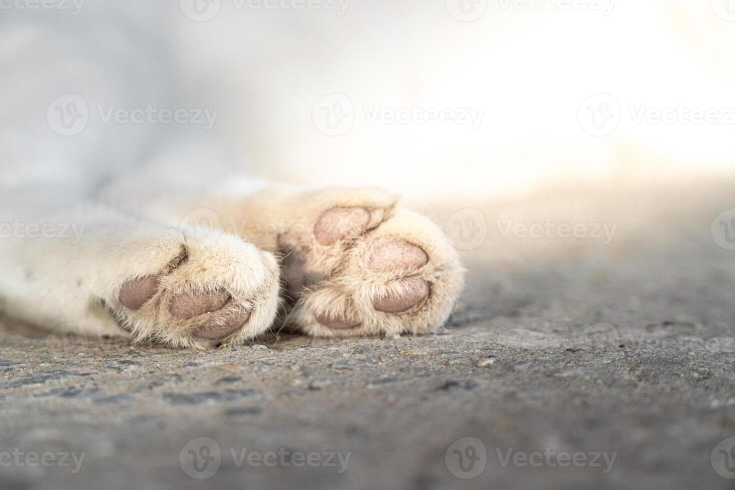 Close Up of a Cats Paw Relaxing on the Ground photo