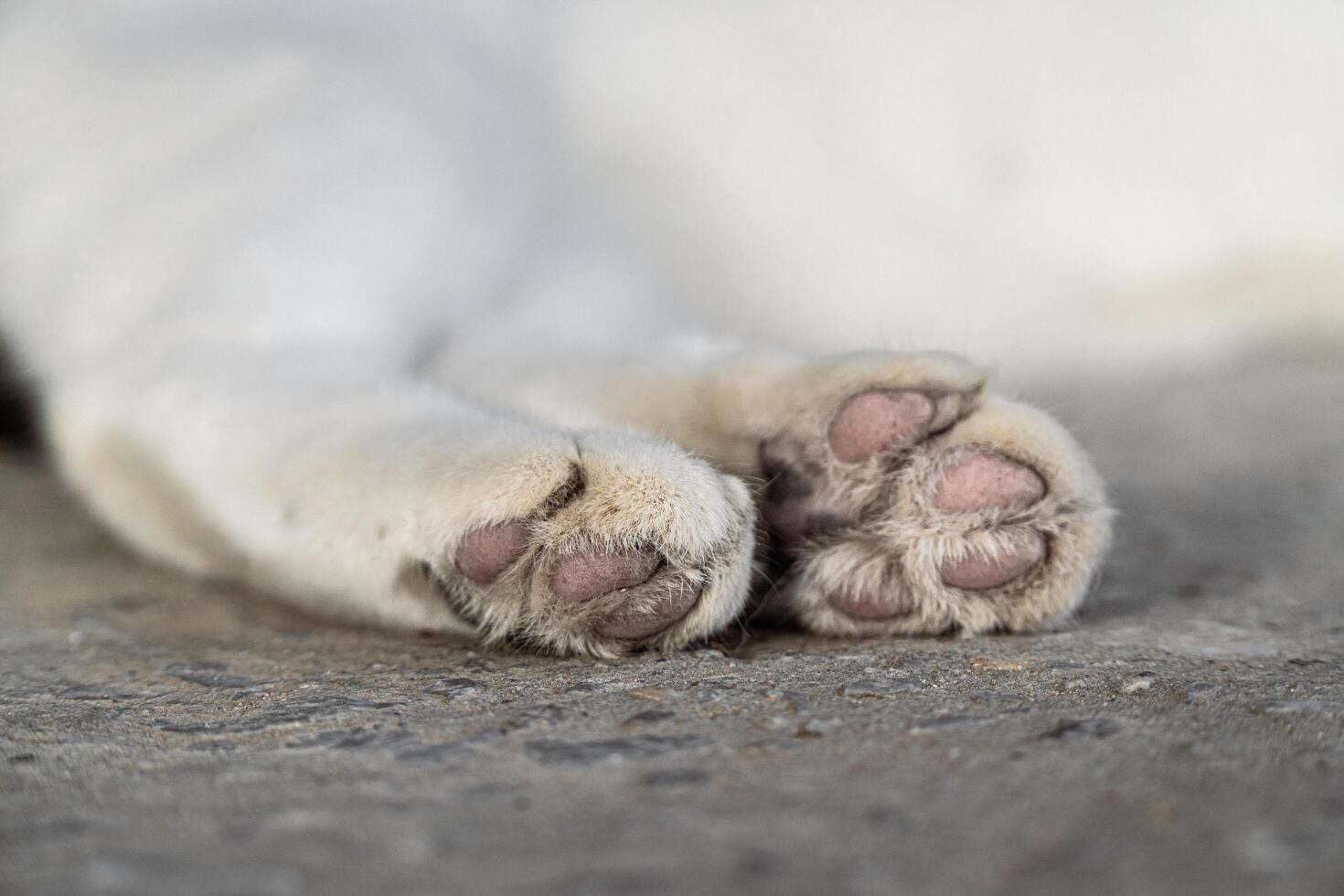Close Up of a Cats Paw Relaxing on the Ground photo