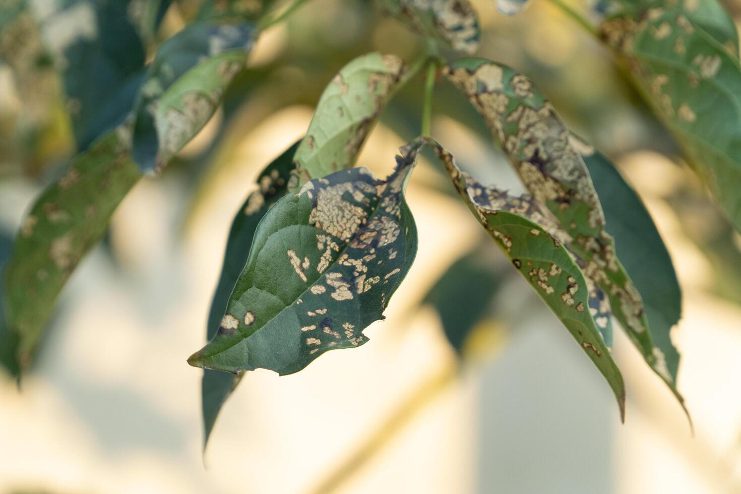 Mold on a leaf under evening sunlight, representing nature's cycle of decay and renewal in macro detail photo