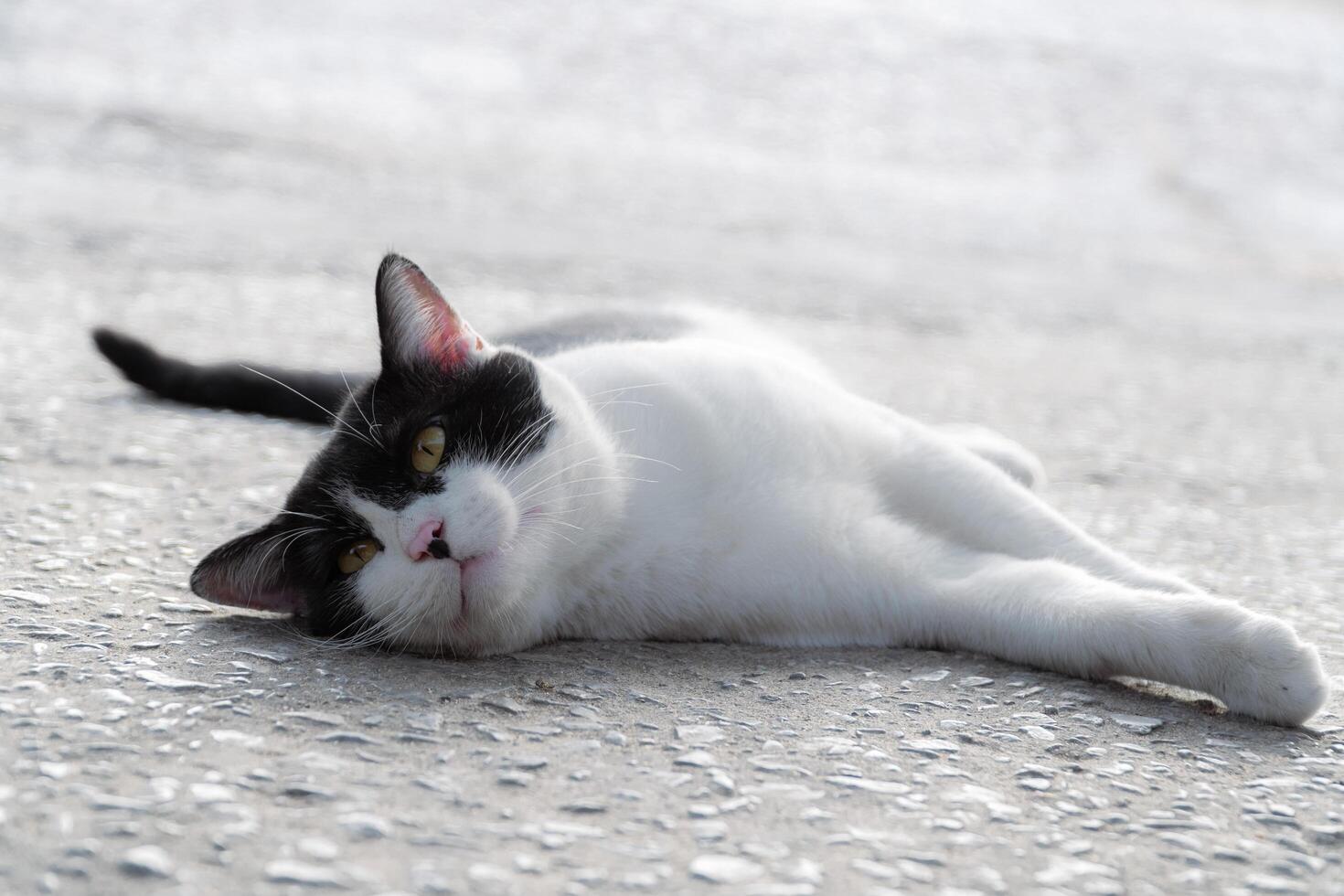 Close-up of a black and white cat with intense yellow eyes, perfect for animal portraits and design themes photo