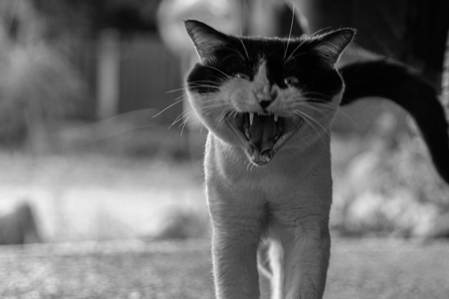 Blurred black and white cat in an aggressive pose, capturing wild feline emotions in artistic photography photo