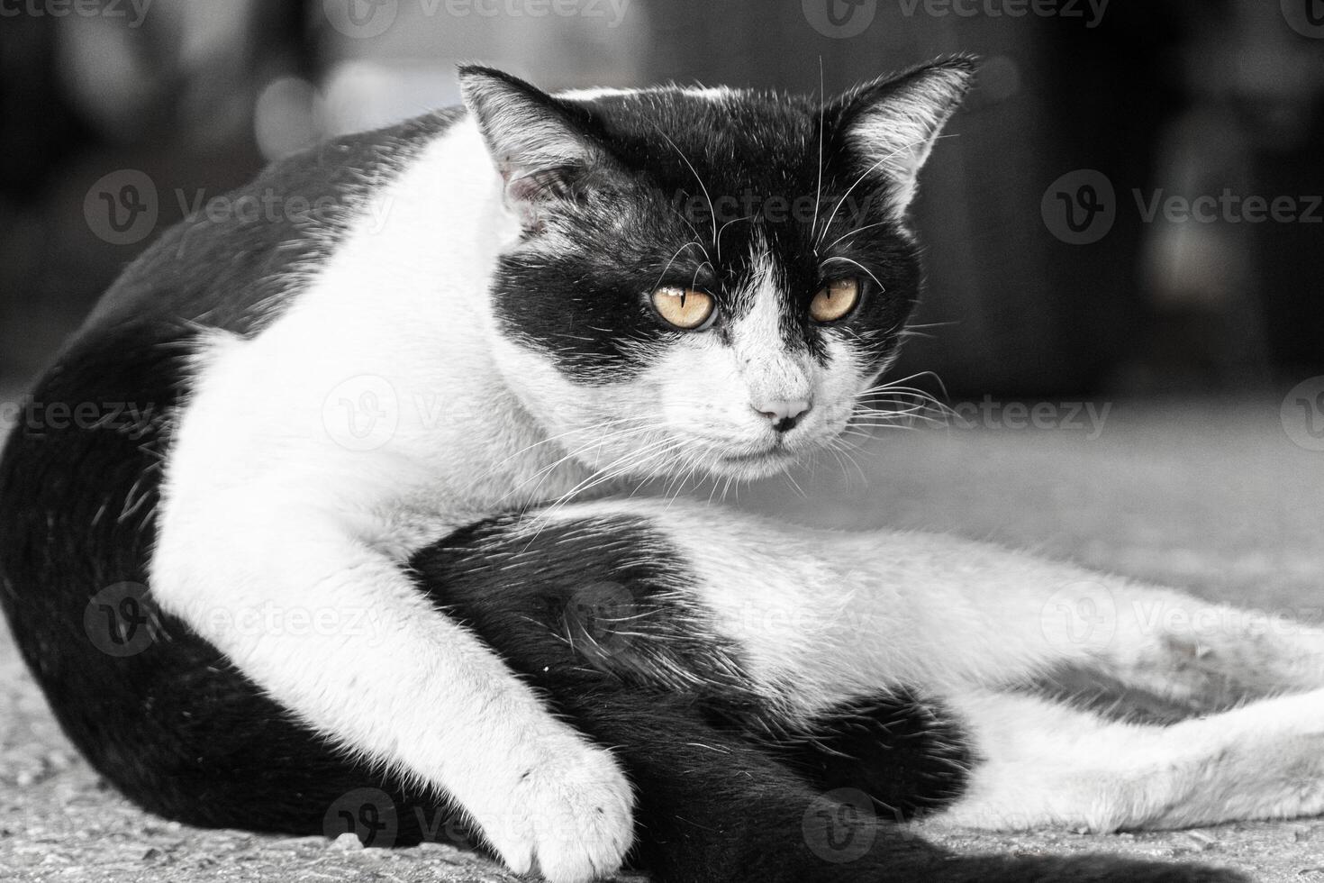 Close-up of Black and White Cat Sitting on the Road in Relaxed Pose with Intense Yellow Eyes photo