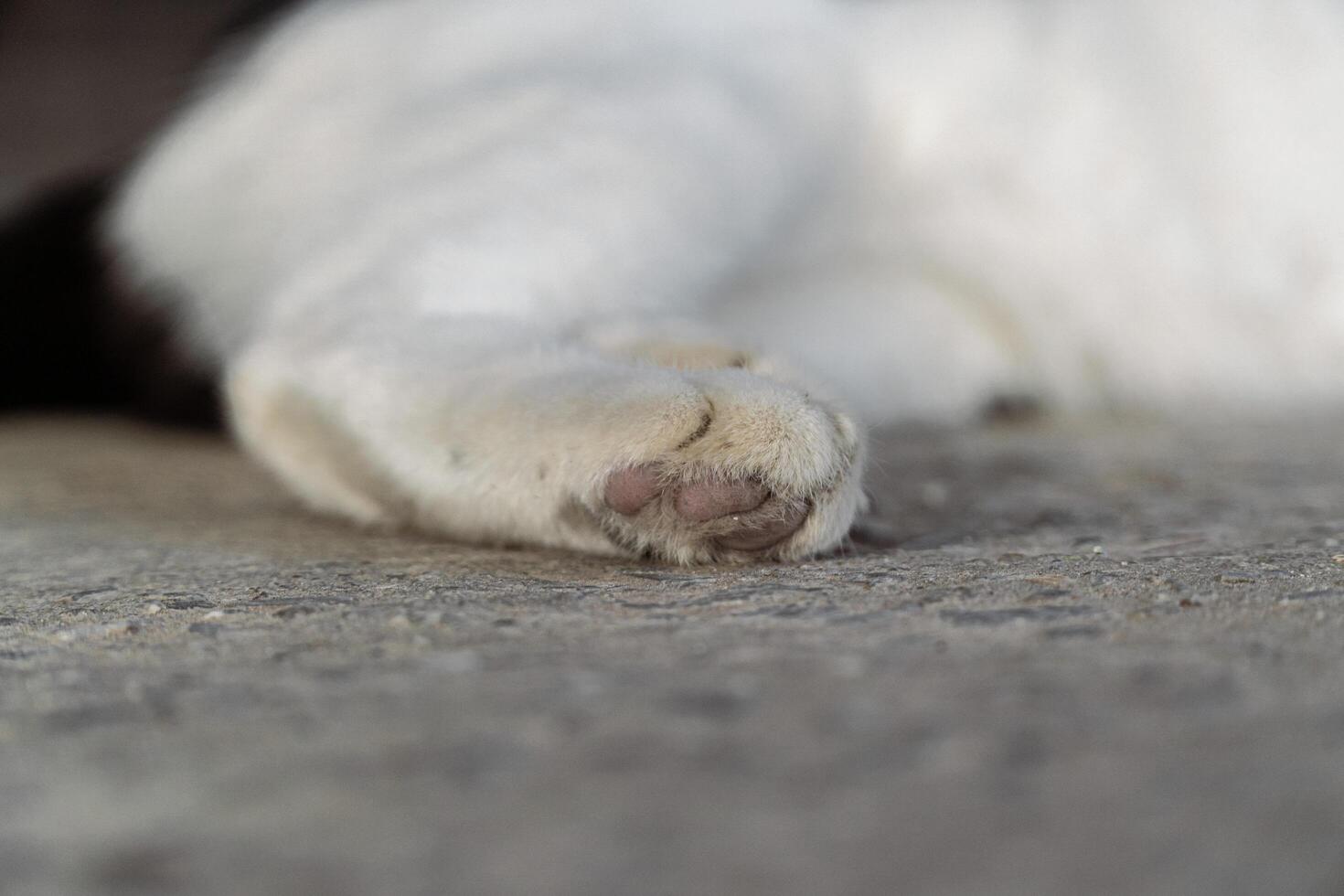 Close Up of a Cat s Paw Relaxing on the Ground photo
