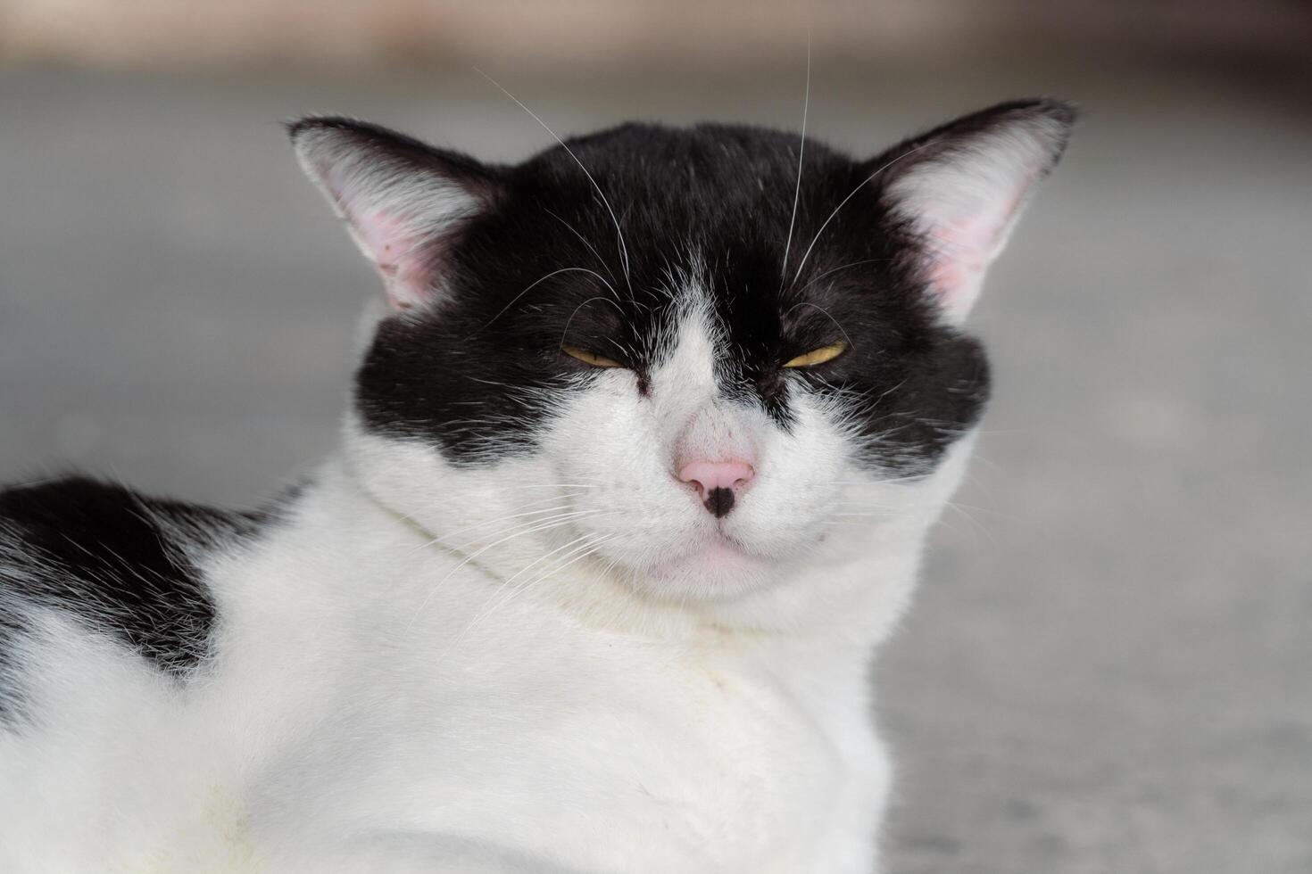 Close-up of a black and white cat with intense yellow eyes, perfect for animal portraits and design themes photo