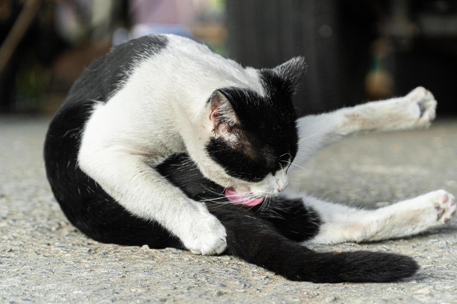 Black and White Cat Posing on a Road Surface photo