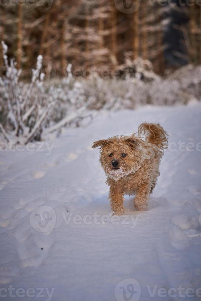 Small dog in frosty snow in winter on the road and forest photo