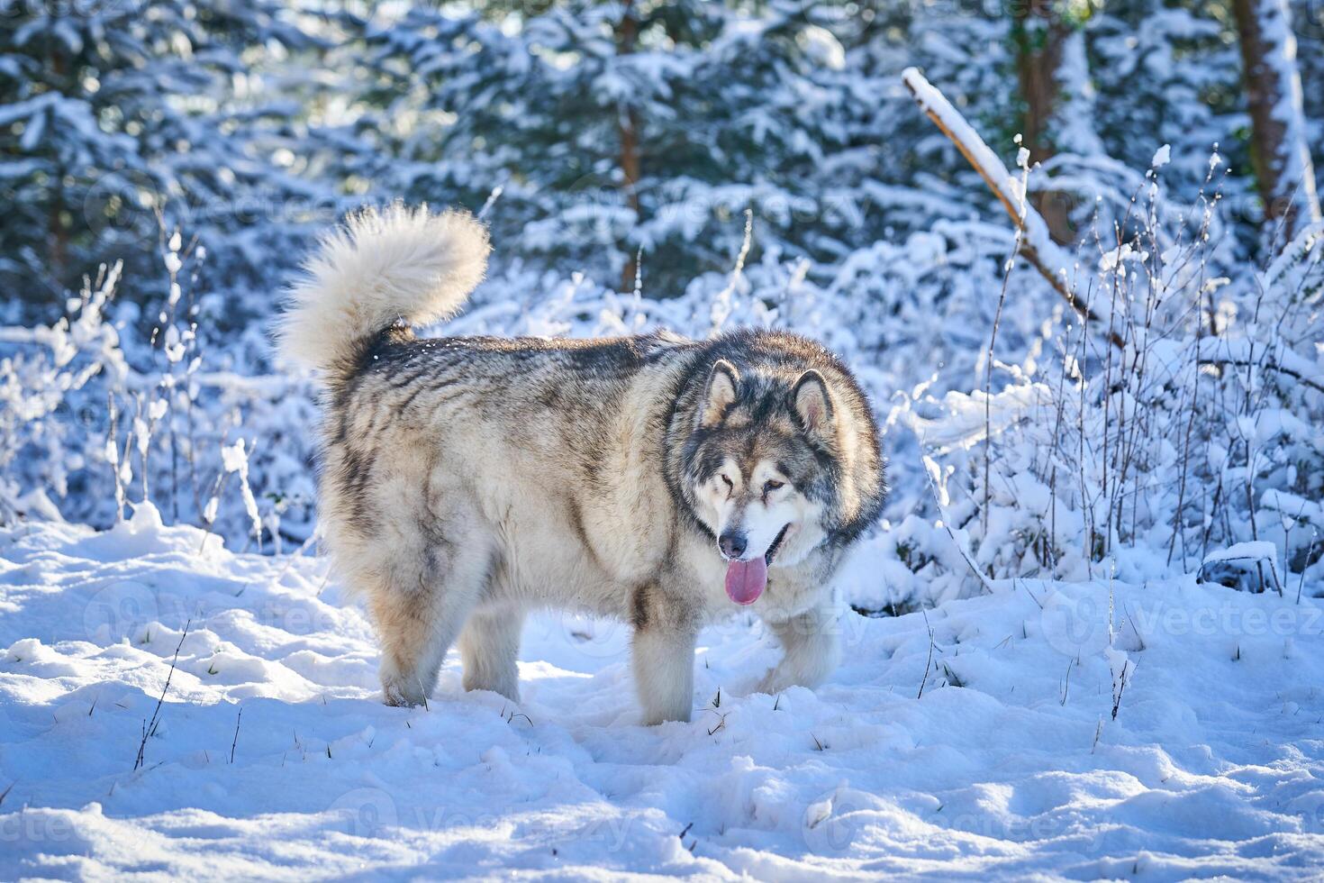 Alaskan malamute. Dog in frosty snow in winter on the road and forest photo