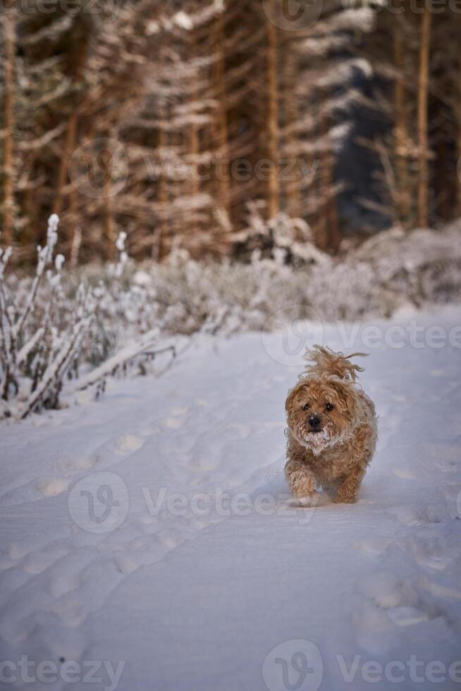 Small dog in frosty snow in winter on the road and forest photo
