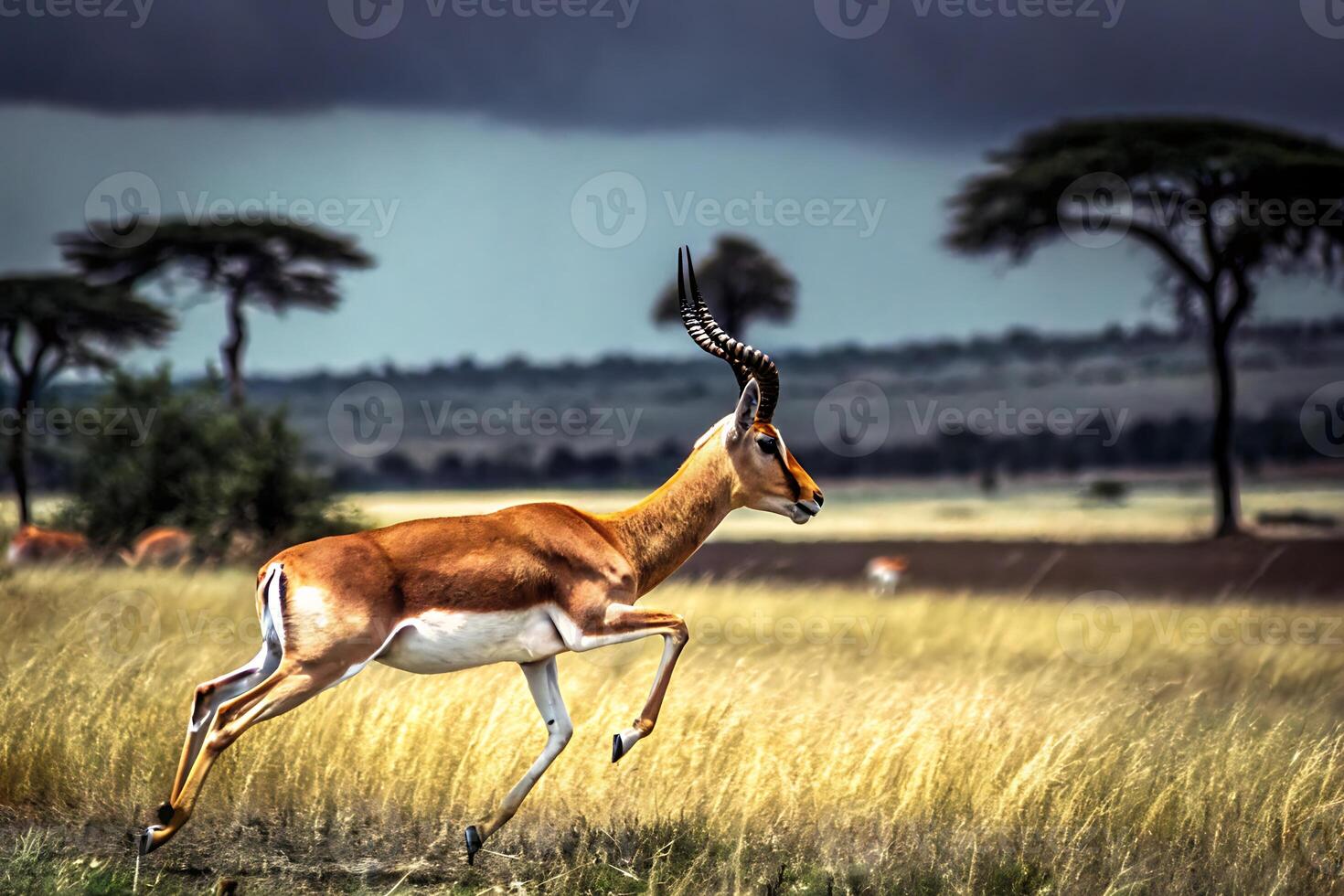 antelope running in the field photo
