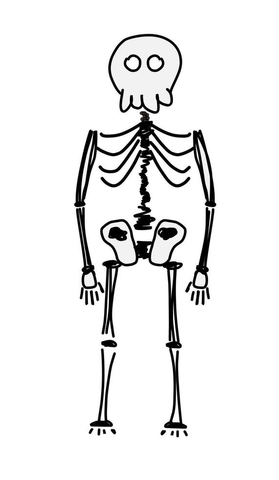 Hand-Drawn Skeleton Illustration. This illustration features a stylized, simplistic skeleton with a playful design, perfect for educational purposes. vector