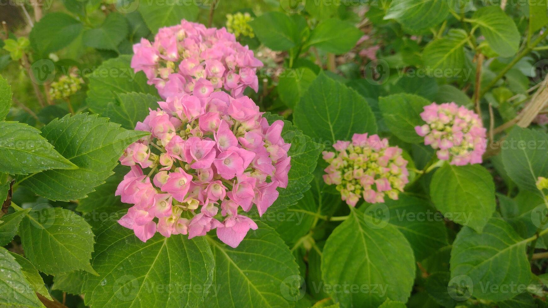 Pink hydrangea flower in the spring garden photo
