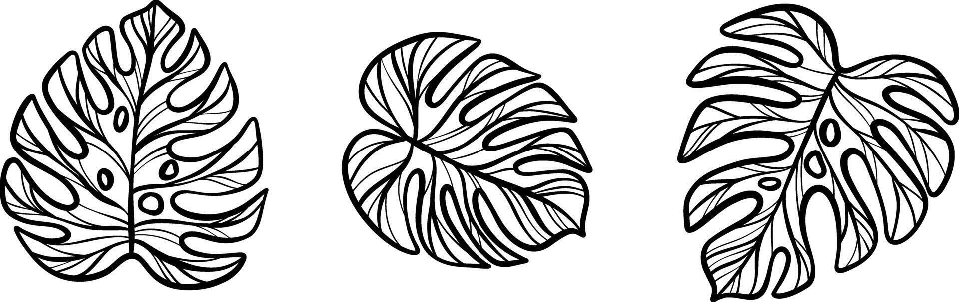 Monstera leaf line art set, ink doodle illustration, flat summer foliage exotic tropical clip art set, vector
