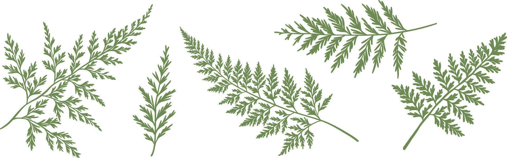 Foliage leaves green silhouette set, fern leaf illustration, decorative plants shape flat clip art, vector