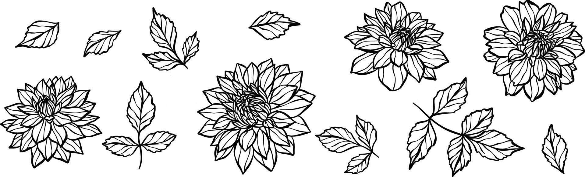 Dahlia line art illustration set, elegant floral clip art, decorative ink flower set, isolated vector