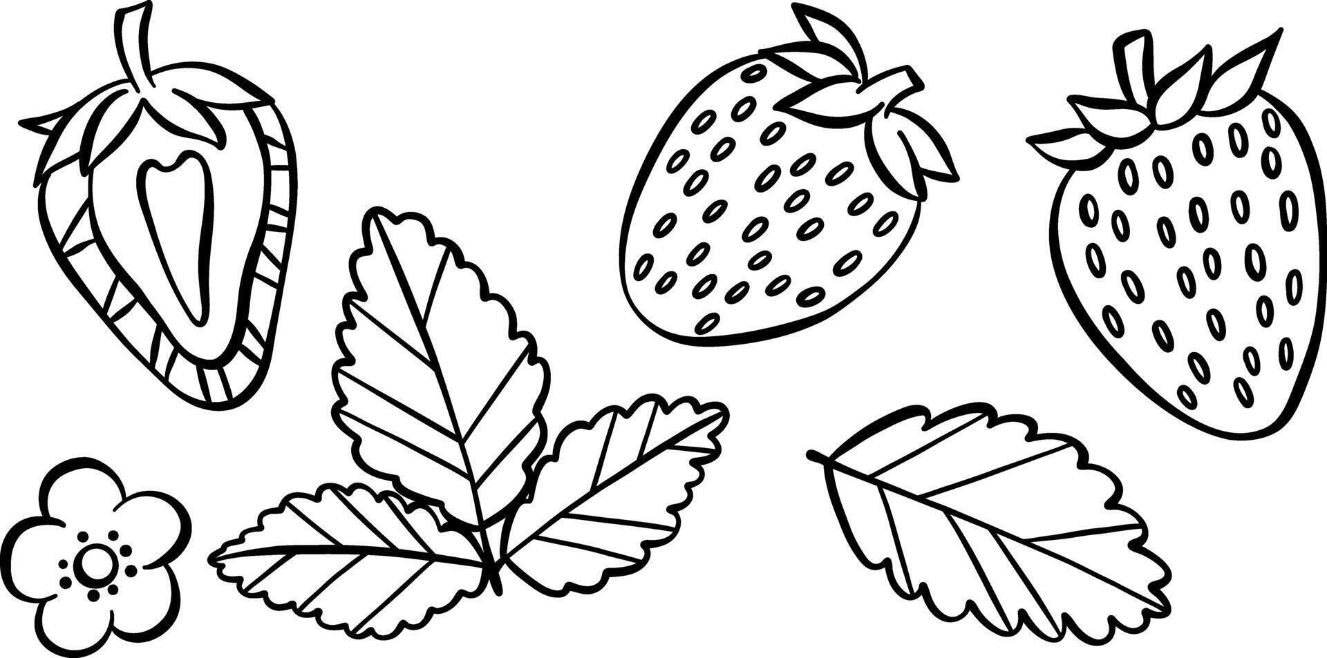 Strawberry line art illustration, hand drawn food doodles, isolated set with vector
