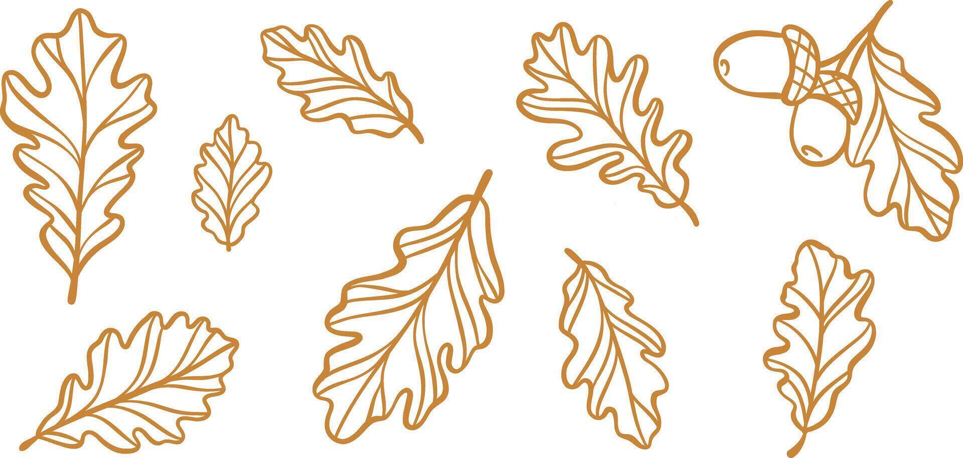 Acorn line art leaf illustration, autumn leaves clip art design vector