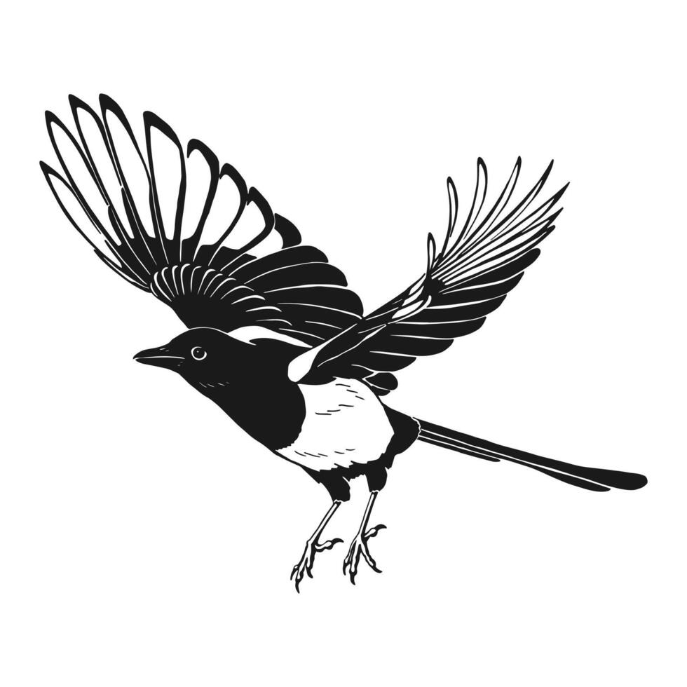Magpie, flying bird. Hand drawn illustration. vector