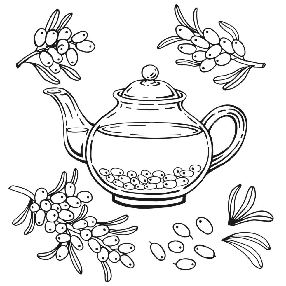 Teapot of tea with sea buckthorn. Hand drawn illustration vector