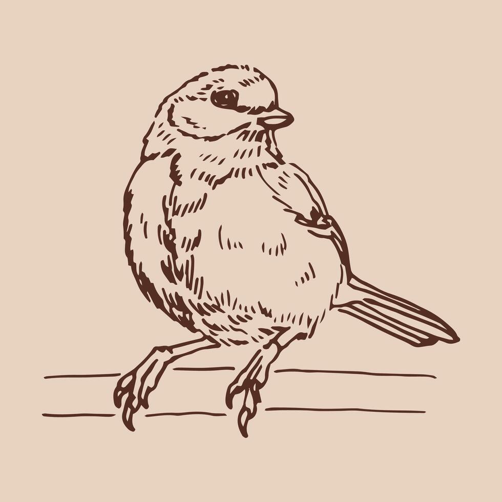 Titmouse. Hand drawn illustration. vector