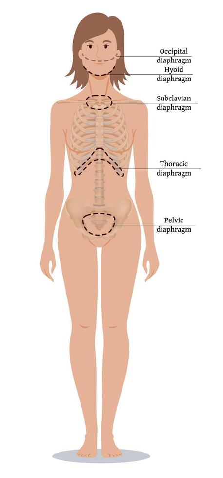 Occipital, hyoid, subclavian, thoracic and pelvic diaphragms in human body. Internal anatomy for osteopathic physicians. Illustration isolated on white background. vector