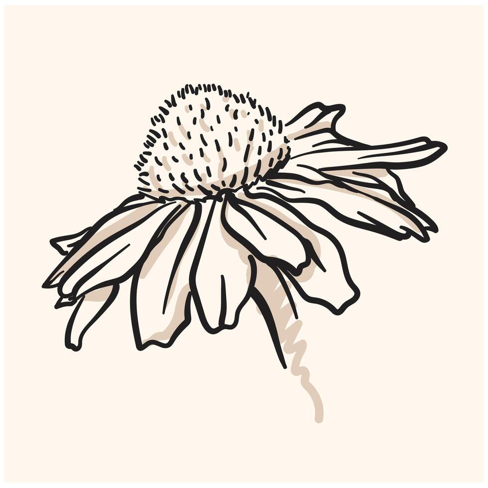 Chamomile flower With illustration style doodle vector