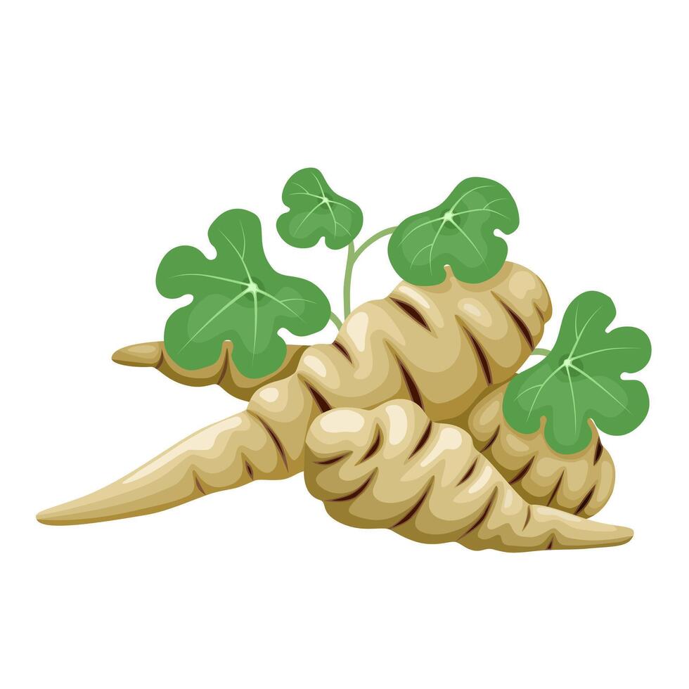Illustration of mashua tuber, with green leaves, scientific name Tropaeolum tuberosum, isolated on white background. vector