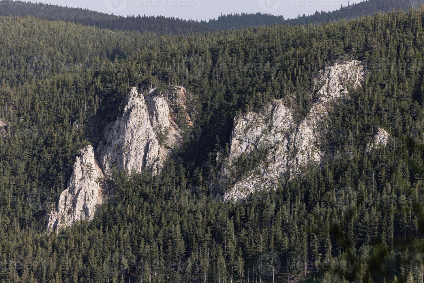 Lush green pine tree forest fresh on mountain side forrest of trees photo