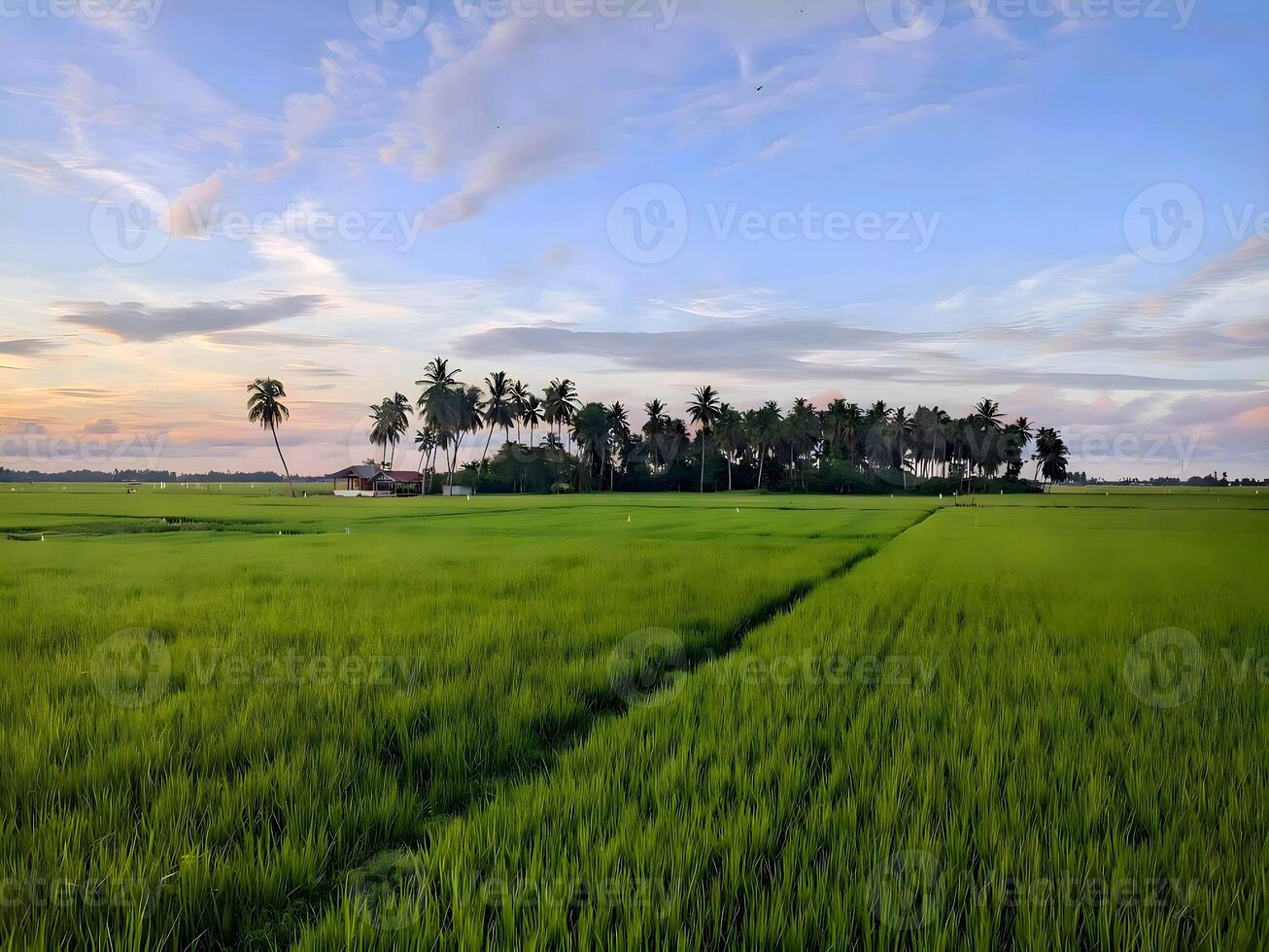 Lush green paddy field stretching across the landscape, with well-defined rows of rice plants. In the background, a line of tall coconut palm trees stands against the sky photo