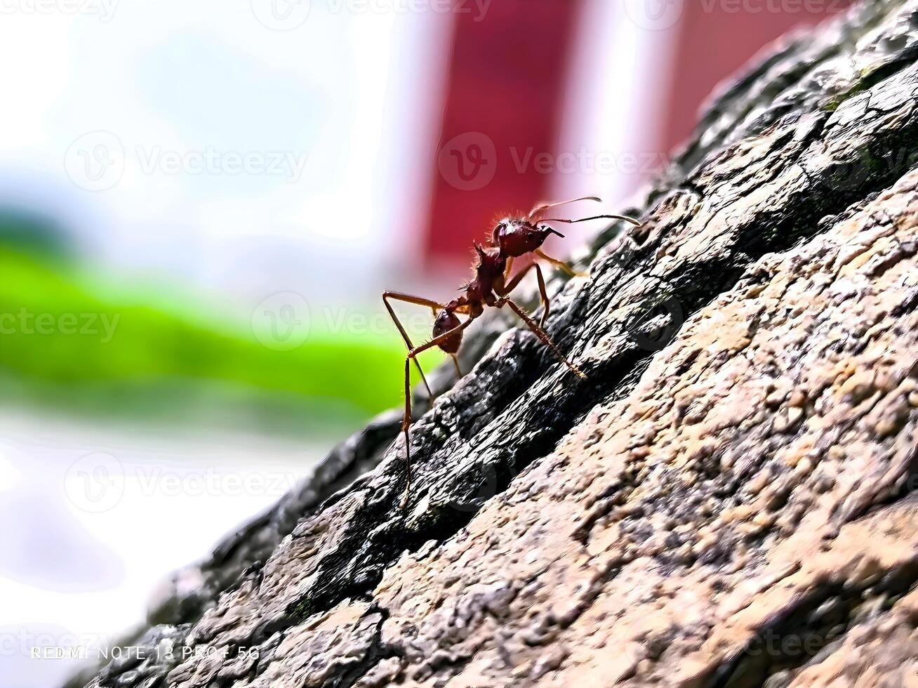 A red ant is on a rock photo