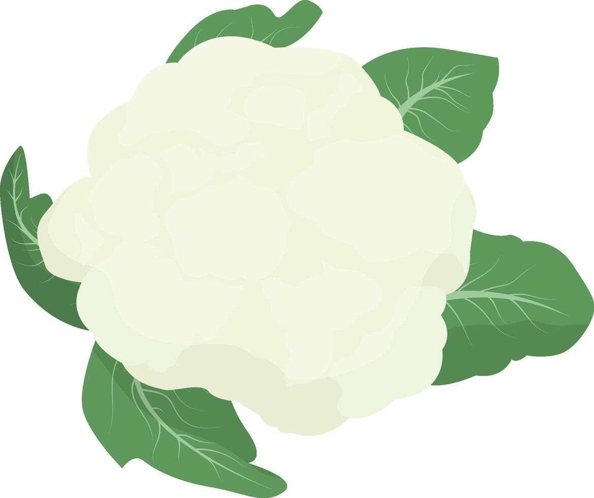 Fresh cauliflower. Vegetable illustration vector