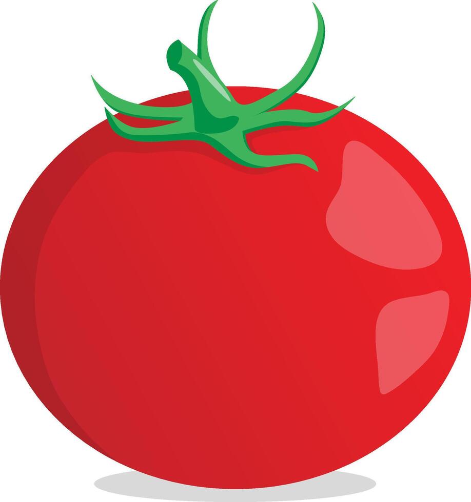 Fresh red tomato. Vegetable illustration vector