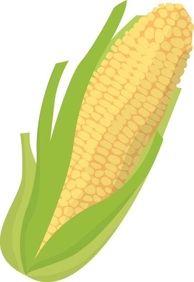 corn with white background. Vegetable illustration vector