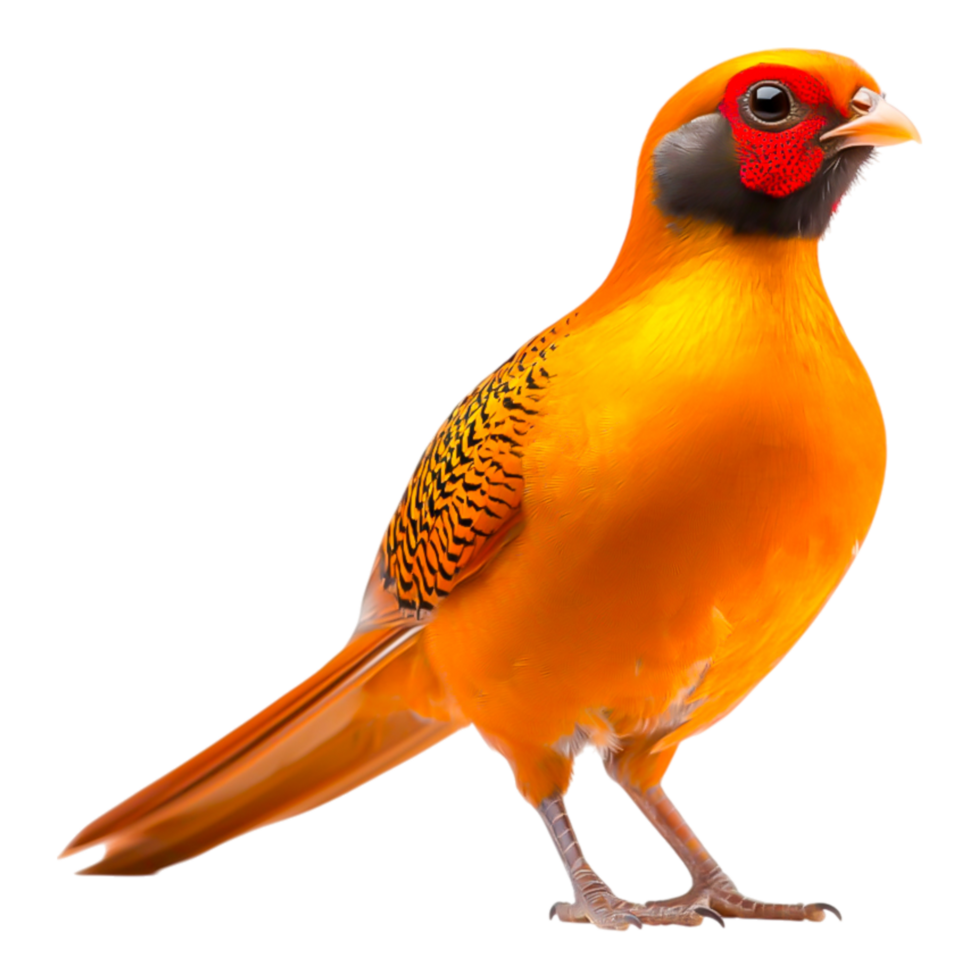 Vibrant Orange Bird with Striking Plumage and Unique Features png