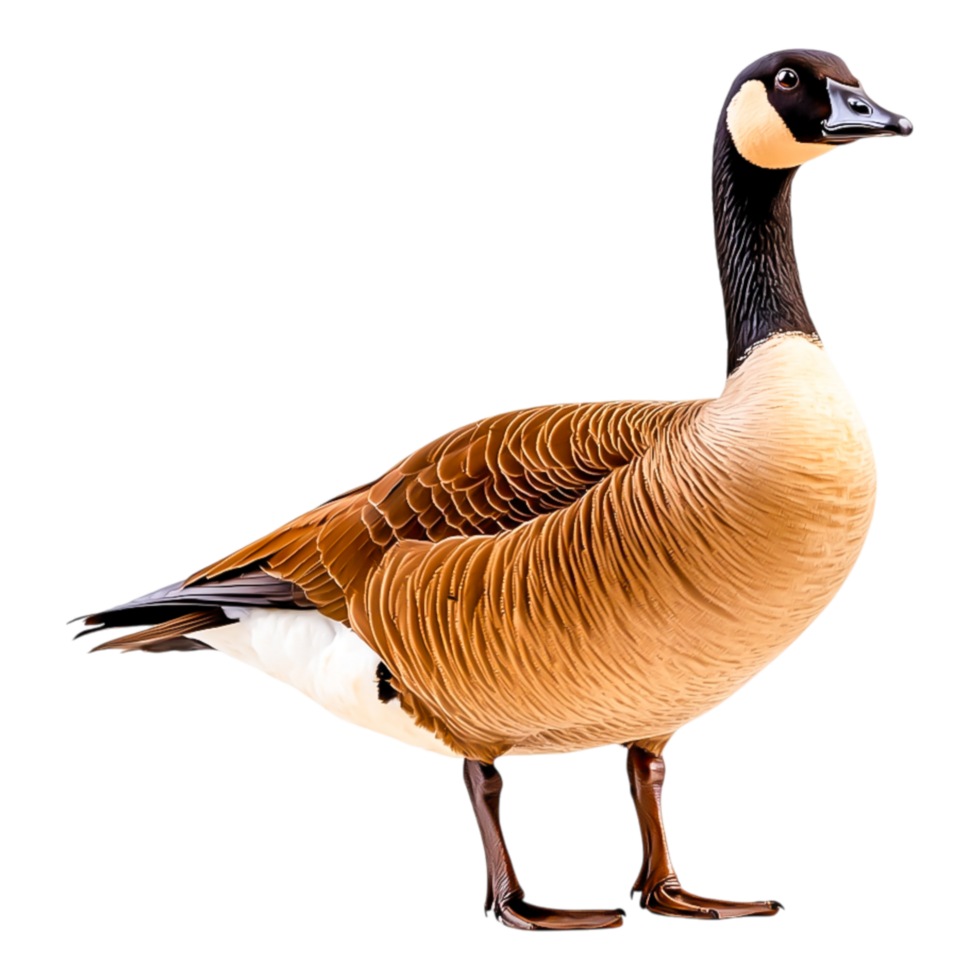 Elegant Canada Goose Standing Gracefully png