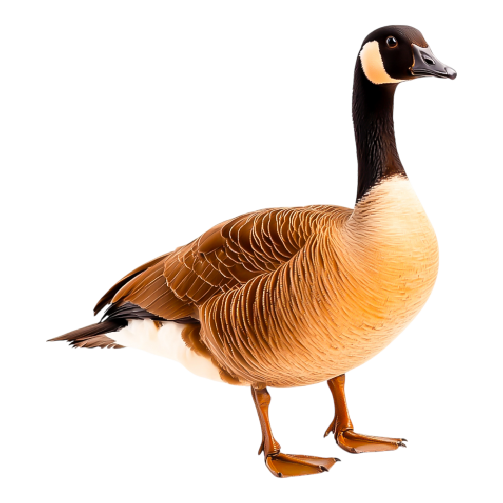 Detailed Illustration of a Standing Goose with Vibrant Colors and Feathers png