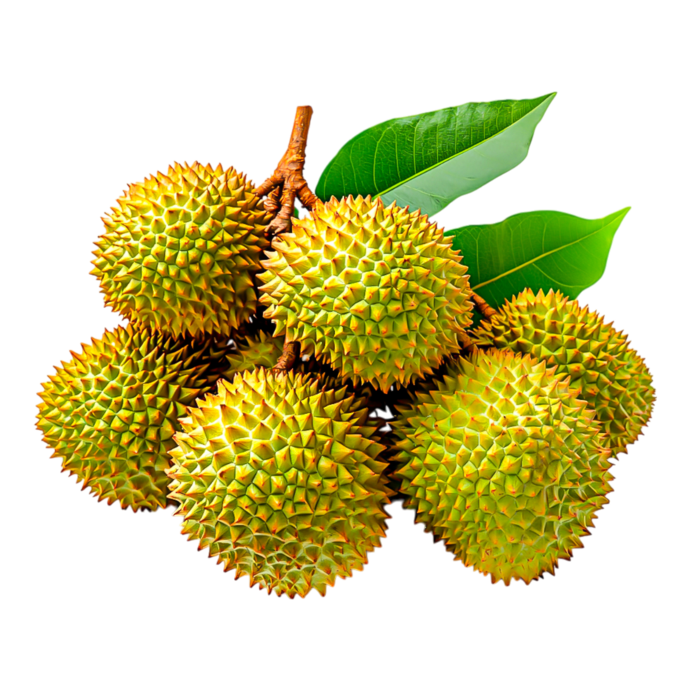 Fresh Durian Fruit Cluster with Spiky Rind and Green Leaves png