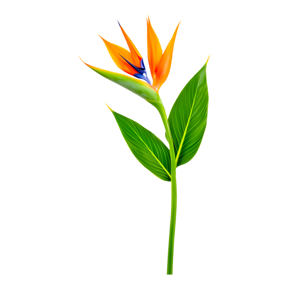 Vibrant Bird of Paradise Flower with Green Leaves and Bright Colors png