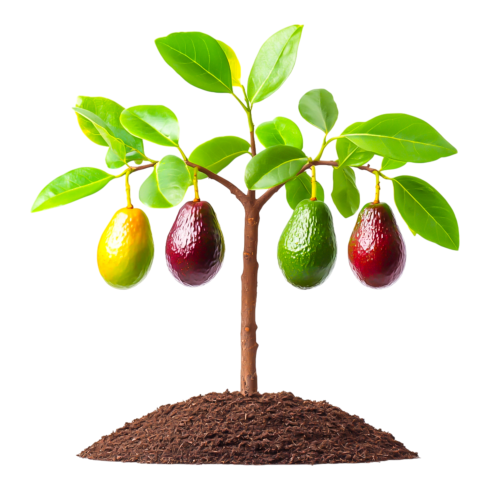 Avocado Tree with Ripe and Unripe Avocados on a Soil Base png
