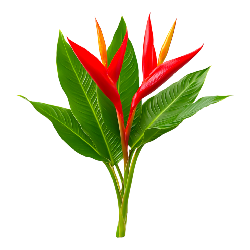 Vibrant Red Heliconia Flowers with Lush Green Leaves png