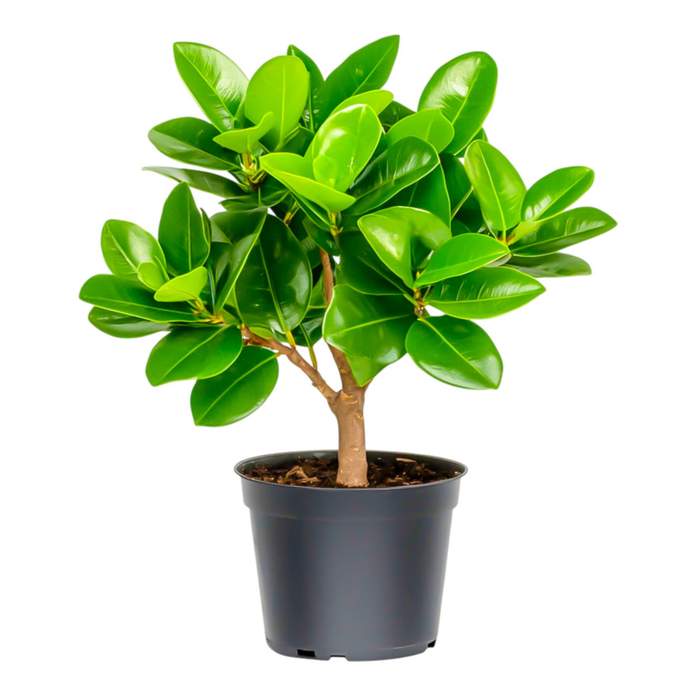 Lush Green Potted Plant with Vibrant Leaves in Simple Black Container png