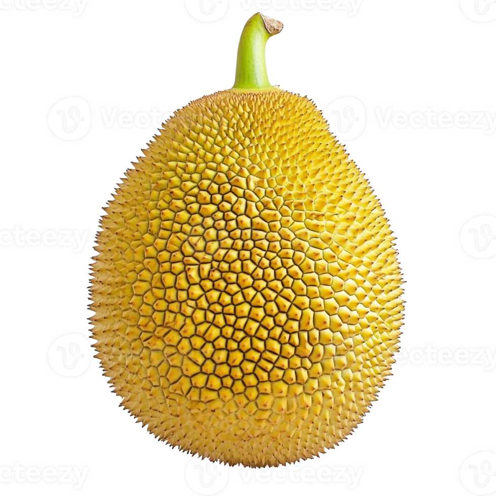 Jackfruit in Full Display Isolated png