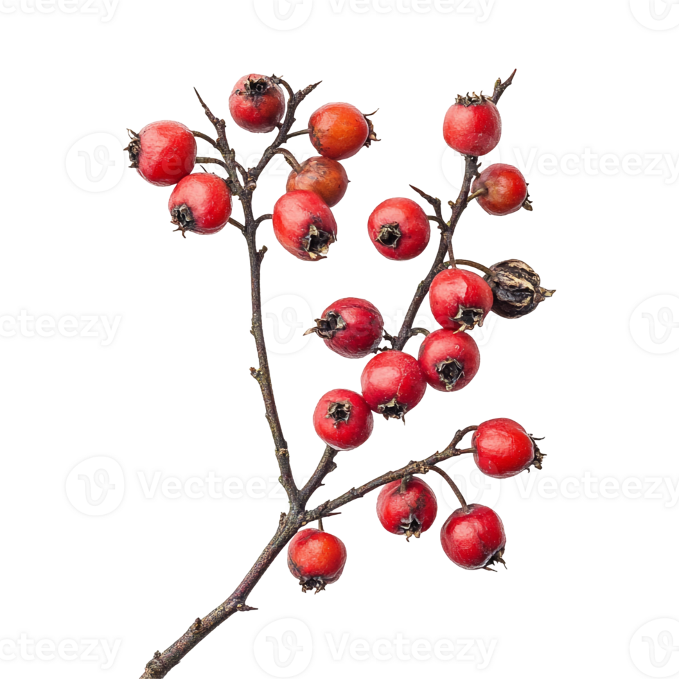 Hawthorn Tree Red Berries png