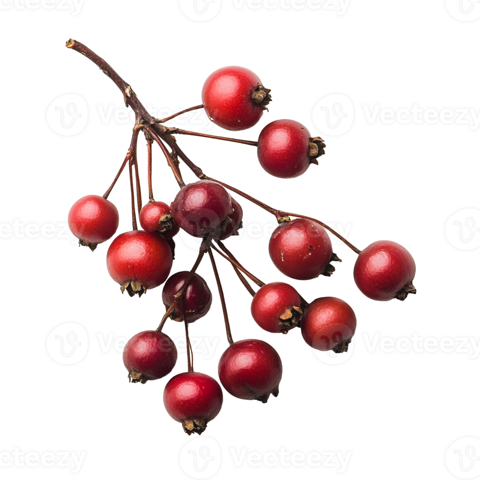 Vibrant Red Berries of Hawthorn Tree Closeup png