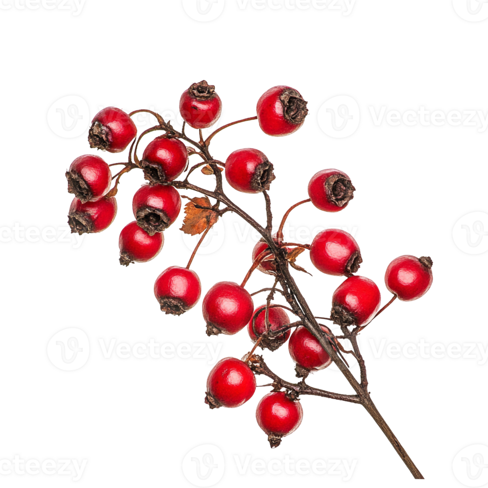 Cluster of Red Hawthorn Berries with Leaves png