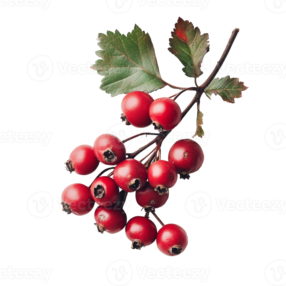 Bright Red Hawthorn Berries png